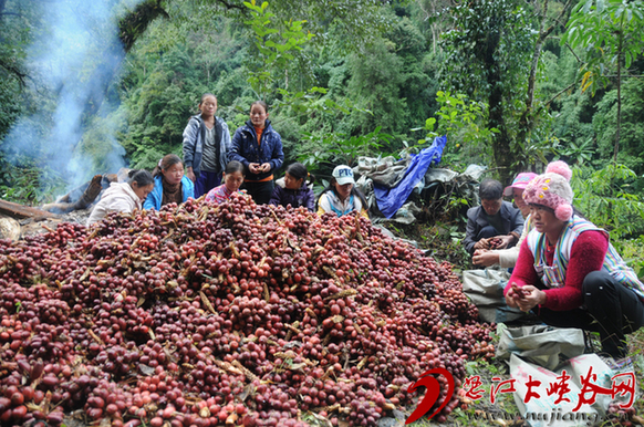 独龙江畔:草果飘香边民乐