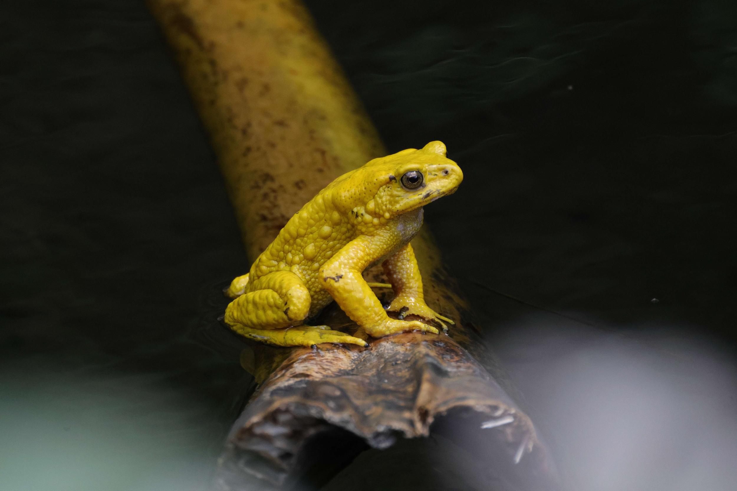 司徒蟾蜍。罗盛杭 摄