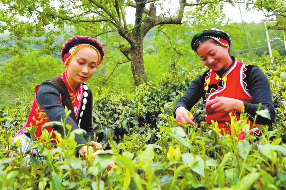 亚朵村村民采茶。