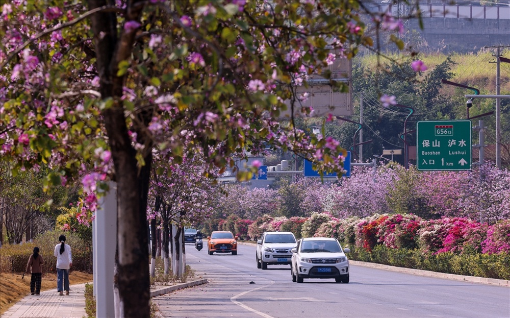 泸水市怒江大道繁花盛放。鄢婕 摄