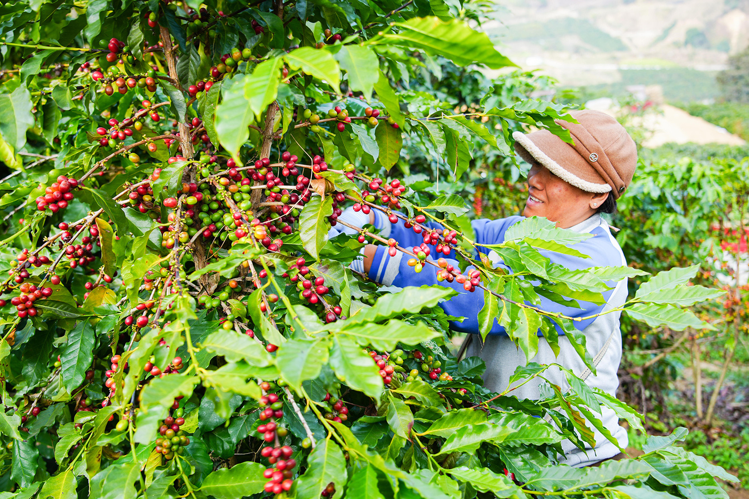 采摘咖啡