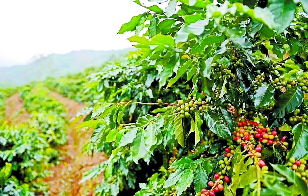 咖啡红果挂满枝。陆娉婷 摄