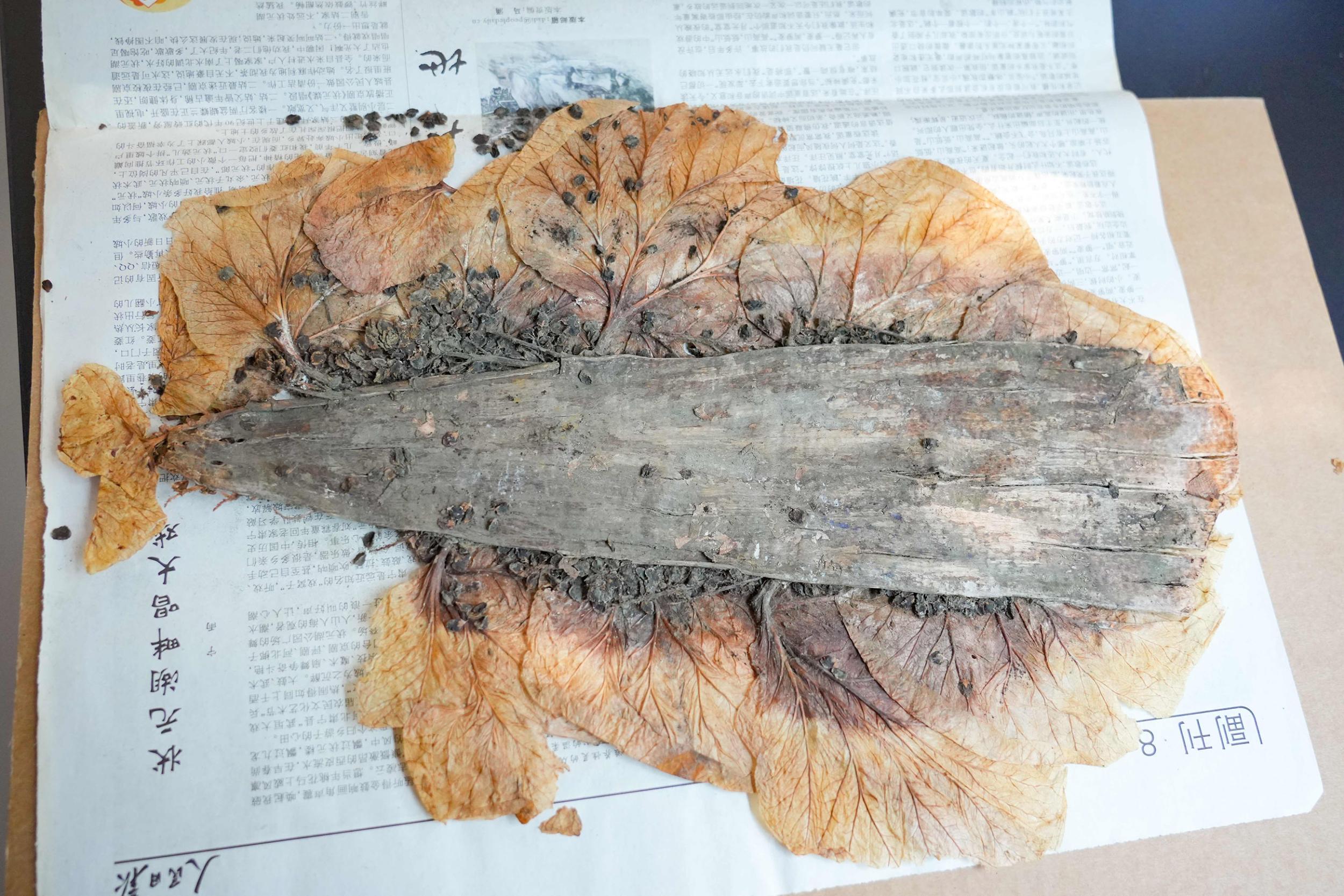 泸水塔黄标本