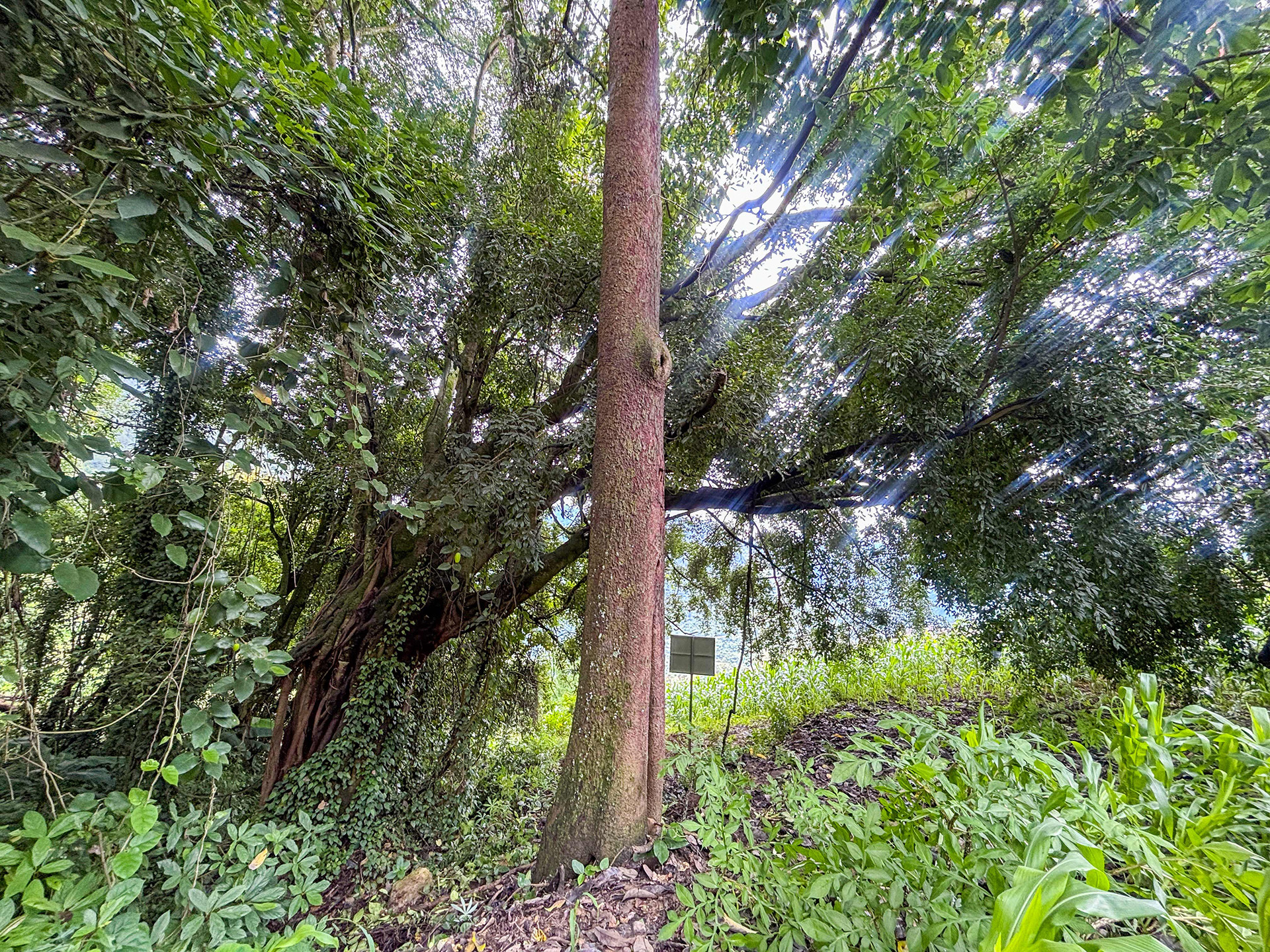 野生贡山波罗蜜植株