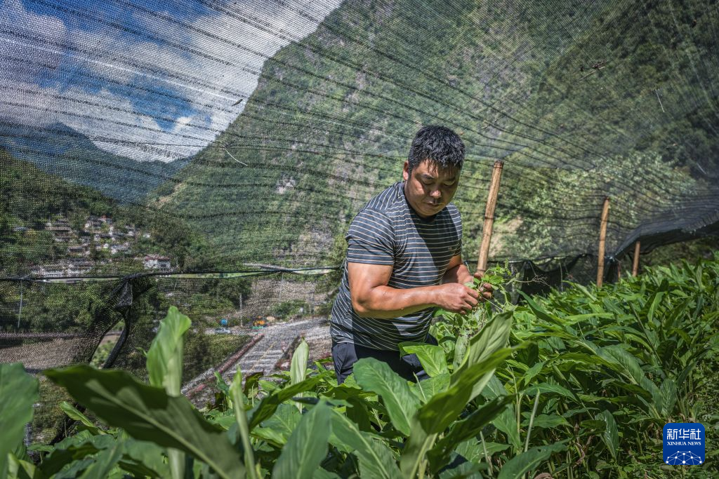 9月6日，普拉底乡草果育苗基地工作人员在进行除草工作。新华社记者 王冠森 摄