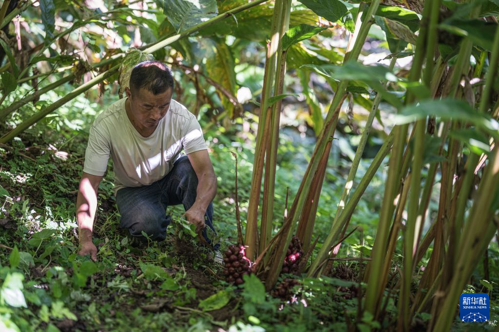 9月6日，普拉底乡草果示范基地工作人员在进行除草工作。新华社记者 王冠森 摄