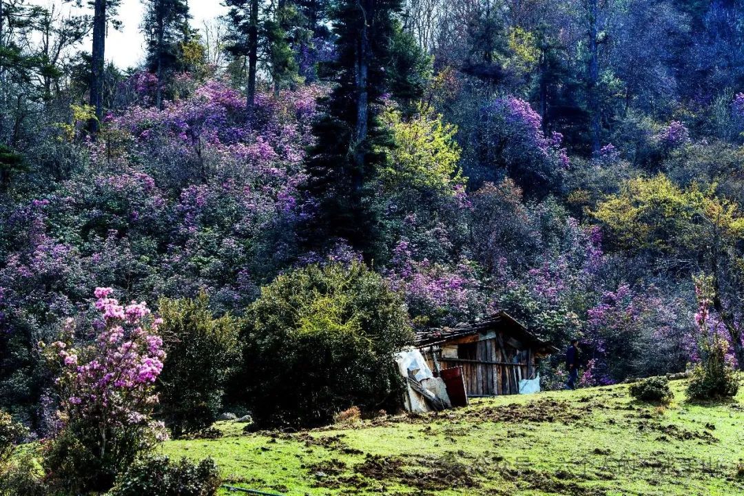 畅游云南 | 兰坪大羊场下雪了