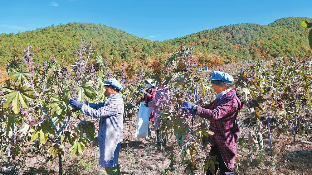 村民们在采摘蓖麻。和宁茜 摄