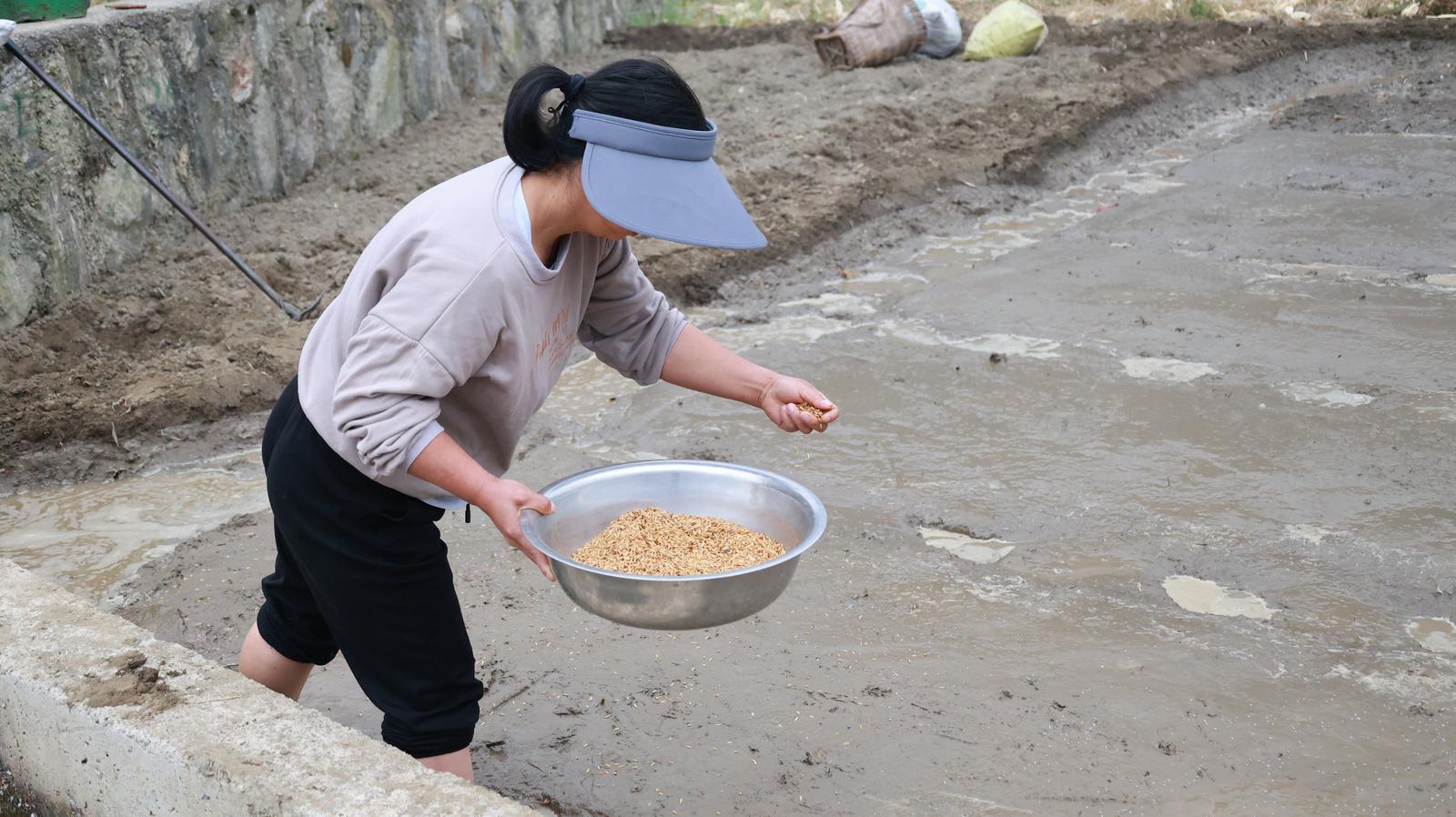 村民在播撒谷种