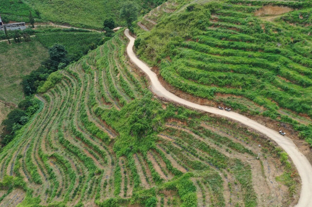 咖啡种植园 怒江州委宣传部 供图