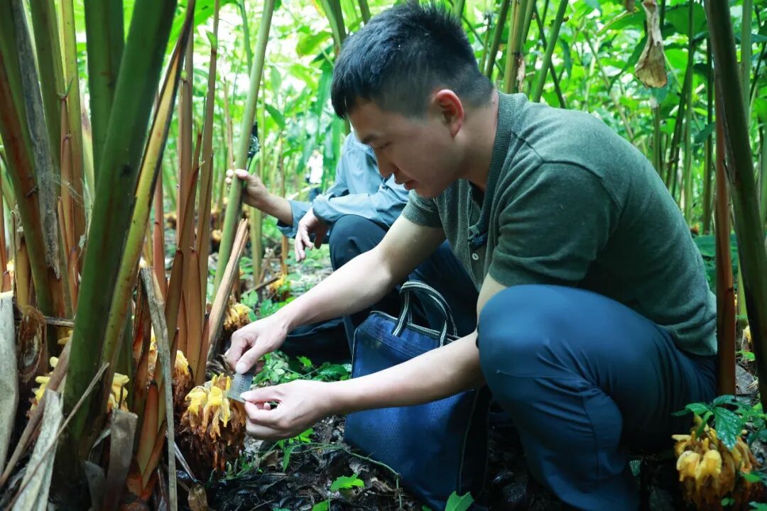 廖方平观测记录草果花期。