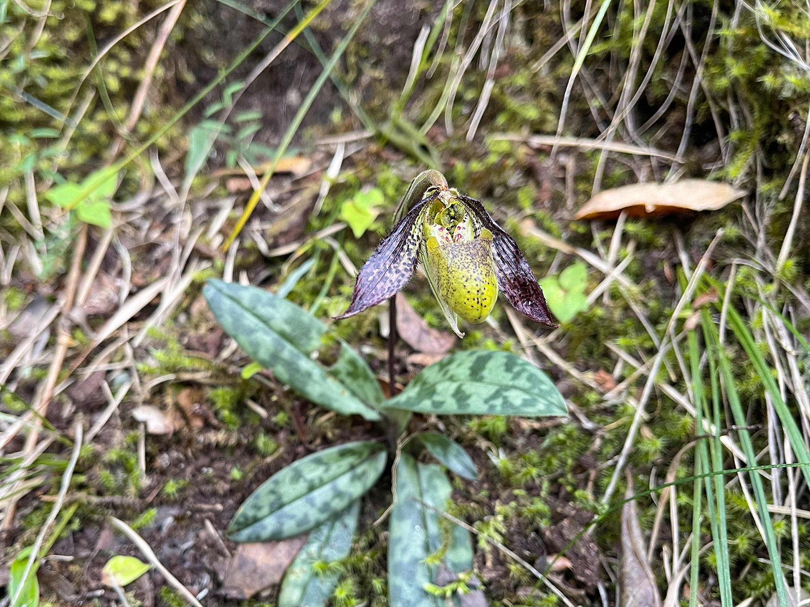 彩云兜兰野生植株