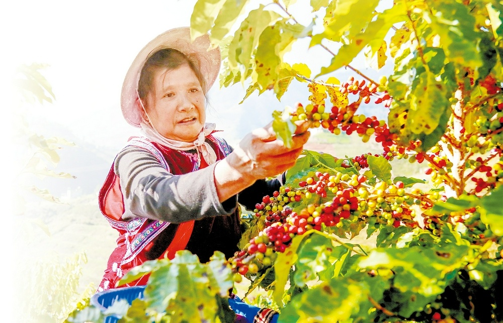 咖农采摘咖啡鲜果。李学玺 摄